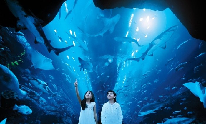 Dubai Aquarium & Underwater Zoo