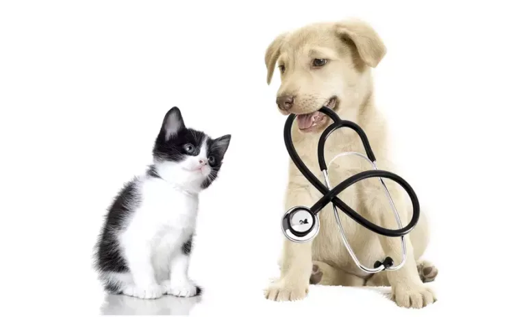 Medical Check up deals for Pets
