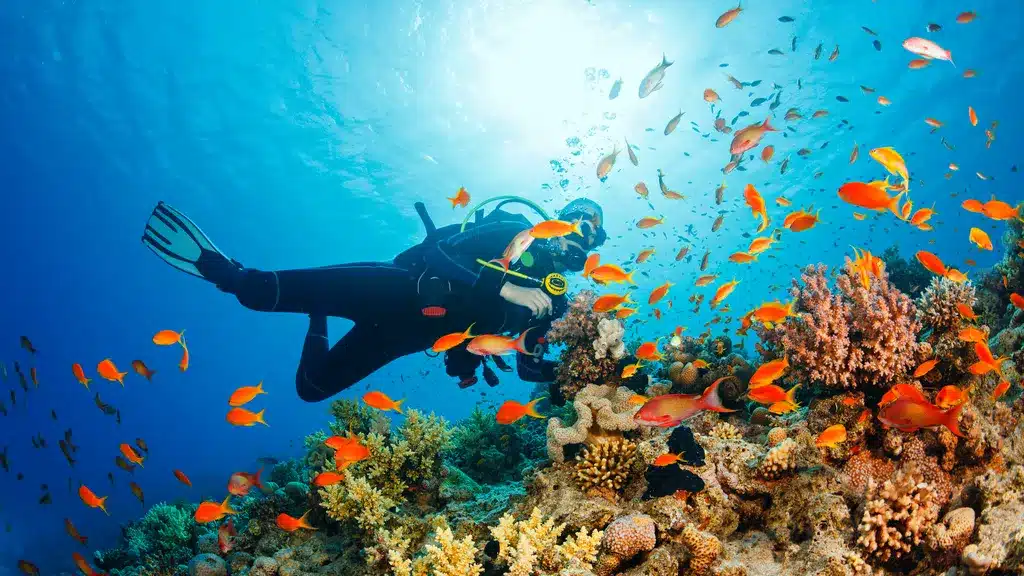 Snorkeling & Scuba diving offers in Dubai