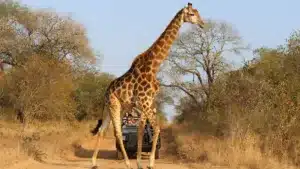 Sharjah Safari park ticket offers