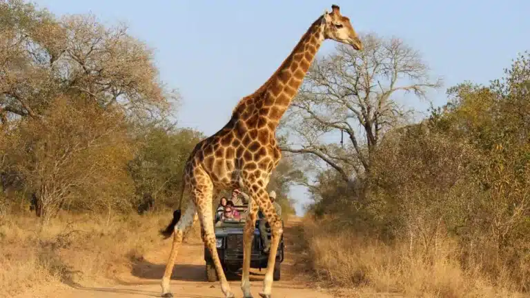 Sharjah Safari park ticket offers