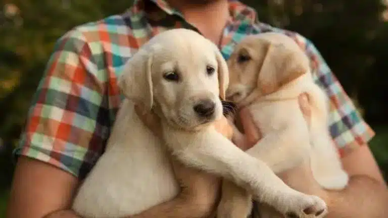 UAE Pet Ownership Rules Every Owner Should Know