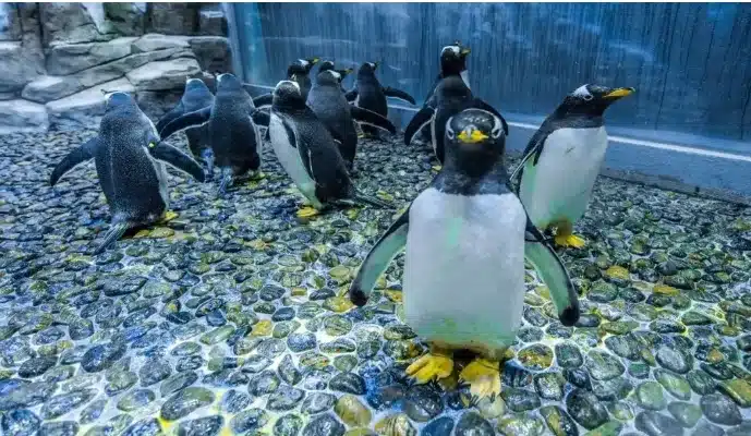 Penguin Cove at Dubai Aquarium & Underwater Zoo