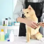 Basic or Full Grooming for Cats or Dogs at Alpha Vet Clinic