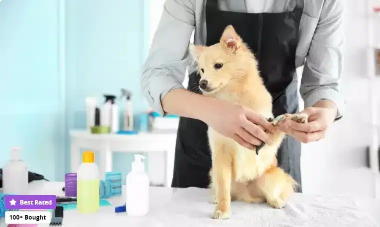 Basic or Full Grooming for Cats or Dogs at Alpha Vet Clinic