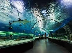 Dubai Aquarium and under water zoo
