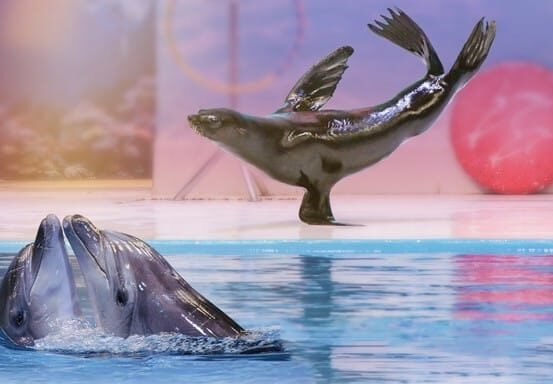 Dubai Dolphinarium