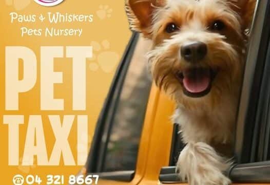 Paws and Whiskers Pets Nursery