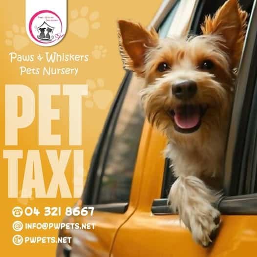 Paws and Whiskers Pets Nursery