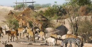 al ain zoo