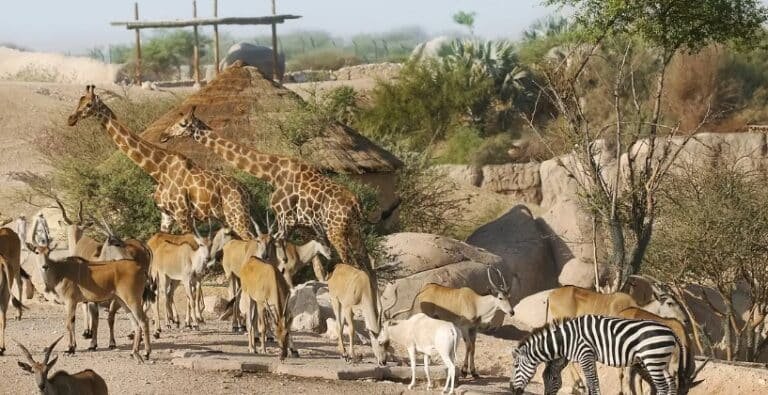 Al Ain Zoo Offer