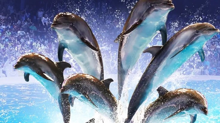 Dolphin & Seal Show – Dubai Dolphinarium Offer